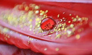 Ảnh minh họa: NP