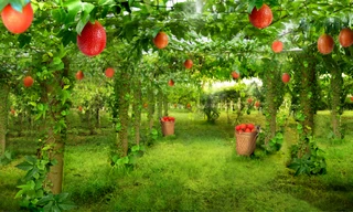 Nông trại dược liệu 250ha trồng gấc ở tỉnh Nghệ An.