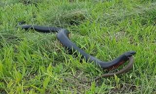 Lạnh người cảnh rắn độc nuốt chửng đồng loại