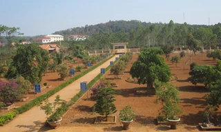 Sân trường Tiểu học Đăk Rong với hệ thống cây cảnh thẳng hàng trông rất đẹp. 