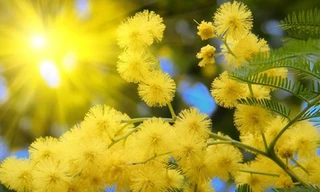 1001 bí quyết trị nám da từ thảo dược