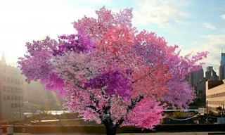 Những loài cây kỳ lạ ngỡ chỉ có trong thế giới tưởng tượng