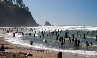 Rừng vân sam bí ẩn biến mất nghìn năm xuất hiện gây sửng sốt