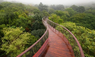 'Cây cầu xương rắn' đi bộ trên những ngọn cây