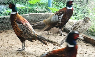 Chim Trĩ đẻ trứng trên nền cát ở chuồng nuôi của gia đình anh nông dân Đồng Rân.Ảnh:Trí Tín