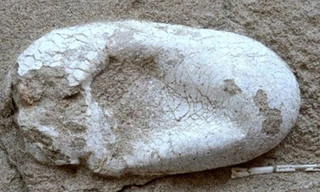 Một quả trứng nguyên vẹn được khai quật ở Tân Cương, Trung Quốc. (Ảnh: Live Science)