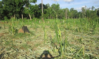 Một rẫy ngô bị voi xéo