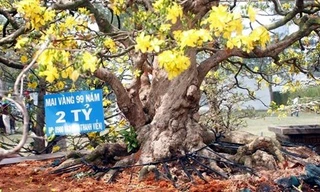 Cây mai vàng 99 năm giá 2 tỷ đồng ở Sài Gòn