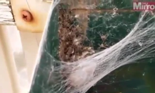 Hàng trăm con nhện “phục kích” trong thùng thư báo