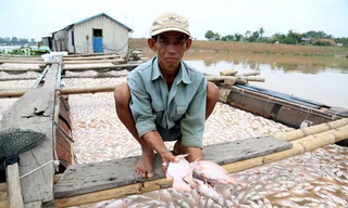 Người dân trắng tay chỉ sau một đêm khi hàng nghìn tấn cá chết trắng mặt sông. Ảnh: Phước Tuấn.