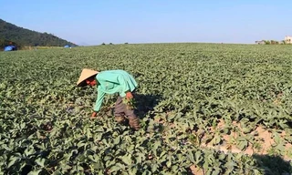 Người trồng dưa khốn khổ vì bị các đối tượng “bảo kê” đòi tiền