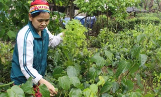 Đầu vụ, rau bò khai được bán với giá 40.000-50.000 đồng một kg. Ảnh: Hồng Vân