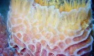 Bọt biển hay hải miên là động vật đa bào nguyên thủy, có cấu trúc tế bào tách biệt và phần lớn là sinh sống ở biển. 