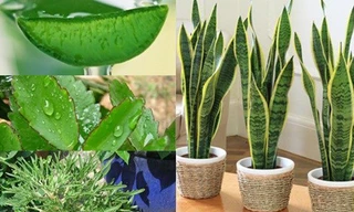 Những cây có lá mọng nước chữa bệnh tốt nhất