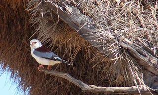 Sốc với tổ chim nặng gần một tấn
