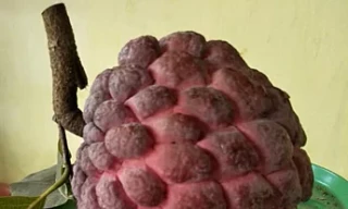 Na tím lên cơn sốt tháng cô hồn, 400.000 đồng một kg vẫn tranh nhau mua