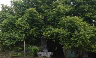 Chiêm ngưỡng cây thị nghìn tuổi ở Hà Nội