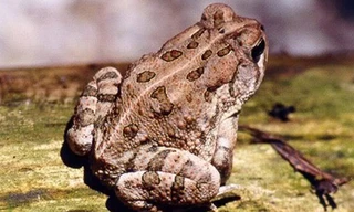 Thịt cóc nếu không biết chế biến sẽ dễ gây ngộ độc . Ảnh minh họa