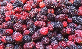 Lưu ý không thể quên khi ngâm siro dâu tằm