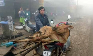 Con bò của hộ anh Lù A Khua (bản Tà Xùa C) vừa được Nhà nước hỗ trợ tháng 11.2017. Anh Khua mong muốn sẽ có cơ hội đổi đời từ con bò nhưng đến nay bò đã chết rét...ảnh: Kiều Thiện