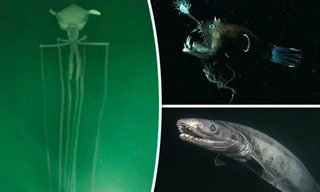 Đại dương ẩn chứa rất nhiều sinh vật kì dị.