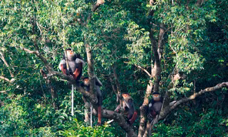 Linh trưởng quý hiếm tại vùng khe nước trong do Bảo tồn thiên nhiên Việt cung cấp 