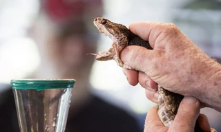 Độc tố trong nọc rắn có thể tác động đến người hoặc động vật bị tấn công với nhiều tốc độ khác nhau. Ảnh minh họa: Flickr