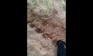 Chú chó nhỏ trồng khoai giúp chủ hút triệu lượt xem