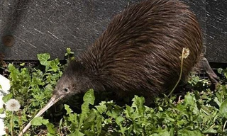 Khám phá thú vị ít người biết về loài chim Kiwi