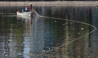 Cá chết nổi khắp hồ Hoàng Cầu, công nhân vớt từ sáng đến tối