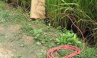 Con trai chết lặng khi thấy mẹ bị điện giật tử vong ngay tại ruộng lúa