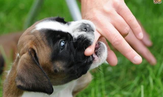 Vì sao chỉ từ 1 vết cắn của chó mèo cũng có thể lấy đi mạng người?