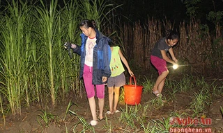 Cận cảnh một buổi đi săn “cậu ông trời” trong đêm