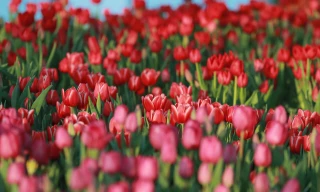 Hoa Tulip vốn là niềm tự hào của người Hà Lan, được họ mang đi khắp nơi