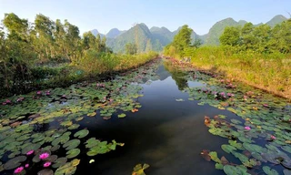 Hoa súng chùa Hương khoe sắc hồng dưới nắng thu