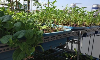 Bỏ 20 triệu làm vườn trên mái, chủ nhà Hà Nội chỉ thu được một bữa rau