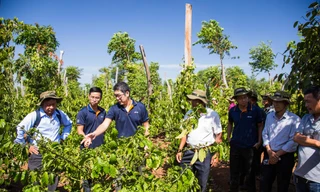 Bayer với giải pháp giúp nhà nông trồng cà phê tái canh thành công