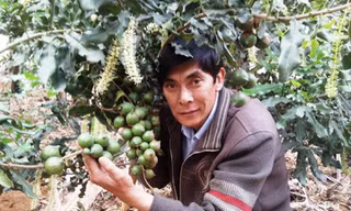 Thích thú với cây mắc ca, ông Vinh bán đất bán nhà để đầu tư 200ha.