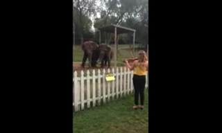 Voi nhảy theo tiếng đàn violin