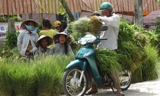 Mua bán cỏ ở chợ cỏ Ô Lâm trong mùa nước nổi.