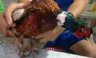 Chim lạ có bộ lông sặc sỡ, hình dáng giống con gà. Ảnh E.X.