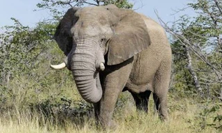 Một phụ nữ đã chết vì bị voi dẫm lên tại công viên nuôi giữ voi ở Iruttukanam. Ảnh: WestEnd61/REX.