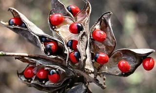 Những loại quả đẹp mắt có thể chứa nhiều độc tố