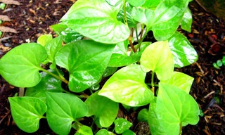 Bất ngờ 5 tác dụng tuyệt vời của rau diếp cá