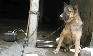 9X treo cổ tự tử để lại thư tuyệt mệnh 'con không ăn trộm chó'