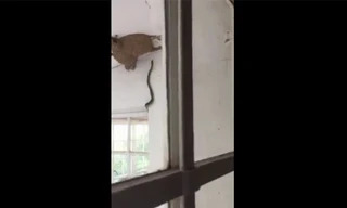 Mục kích cặp rắn độc phối hợp đột kích tổ chim