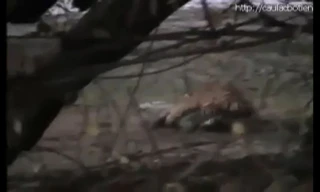 Hổ hạ sát cá sấu khổng lồ