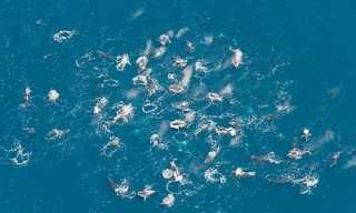 Đàn cá voi lớn đang săn mồi ngoài khơi Nam Phi. Ảnh: Jean Tresfon.