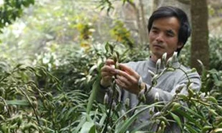 Ông Vi cho biết thời tiết thuận lợi, địa lan năm nay nhiều ngồng, hoa to và đẹp mã.