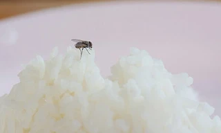 Ruồi mang theo trung bình tới 200 loại vi khuẩn có hại trên cơ thể. (Ảnh: Shutterstock) 